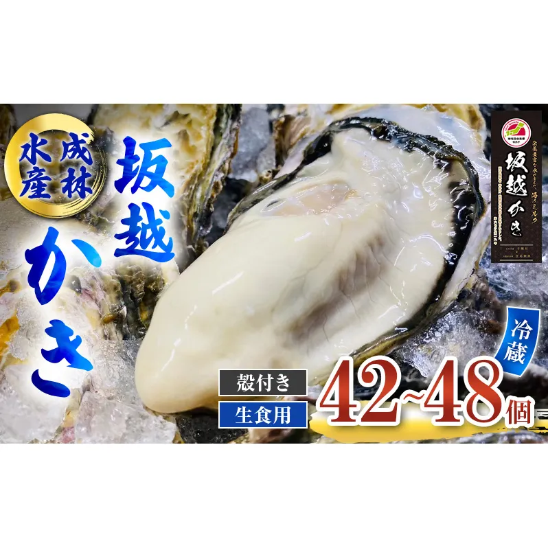 牡蠣 生食用 坂越かき 殻付き 42～48個 成林水産 [ 生牡蠣 真牡蠣 かき カキ 冬牡蠣 ] 魚貝類 海鮮 海のミルク 身が大きい 濃厚 