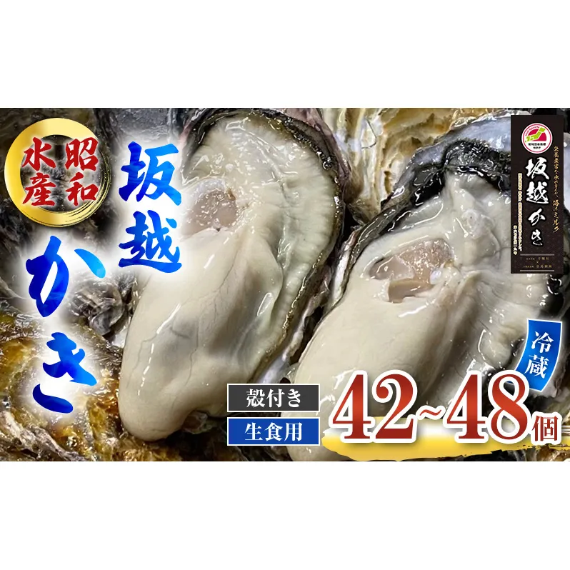 牡蠣 生食用 坂越かき 殻付き 42～48個 昭和水産 [ 生牡蠣 真牡蠣 かき カキ 冬牡蠣 ] 魚貝類 海鮮 海のミルク 身が大きい 濃厚 