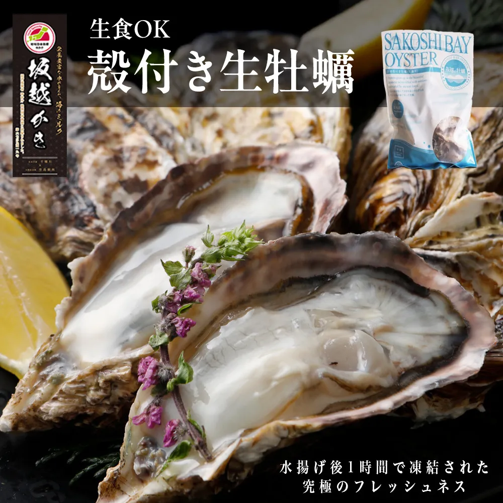 生食OK 坂越かき 殻付き生牡蠣12個入り3パック【冷凍】 生牡蠣 かき カキ 殻付 生食 国産 兵庫県 赤穂市