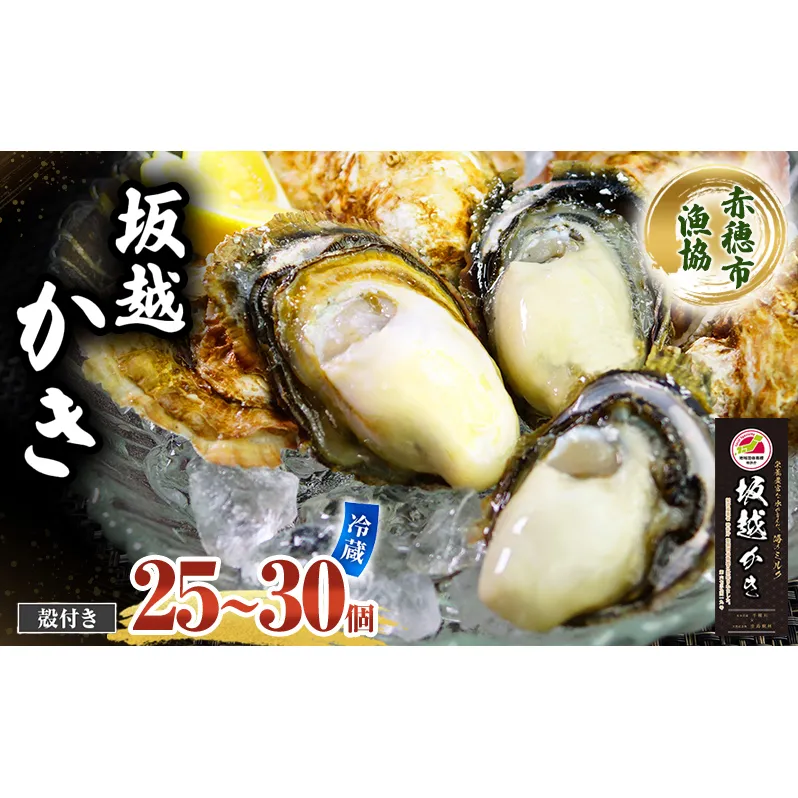 牡蠣 坂越かき 殻付き (25個～30個) 牡蠣ナイフ付き 冬牡蠣 かき カキ 魚貝類／生牡蠣／かき シーフード 