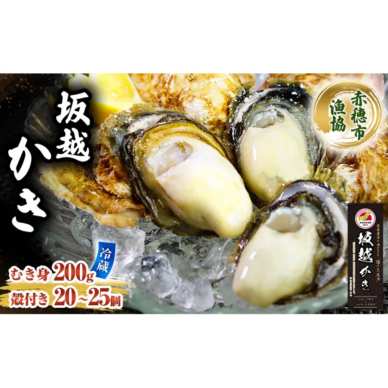  牡蠣 坂越かき 殻付き ＋ むき身 セット 殻付き20個～25個 むき身200g 牡蠣ナイフ付き 冬牡蠣 かき カキ 魚貝類／生牡蠣／かき シーフード 
