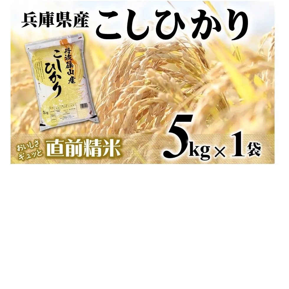 【７営業日以内発送】コシヒカリ 5kg 白米 令和７年産 【城口商店】米 お米 5kg 米5kg 兵庫県産 こしひかり コシヒカリ 令和7年産 R7年産 2025年産 精米