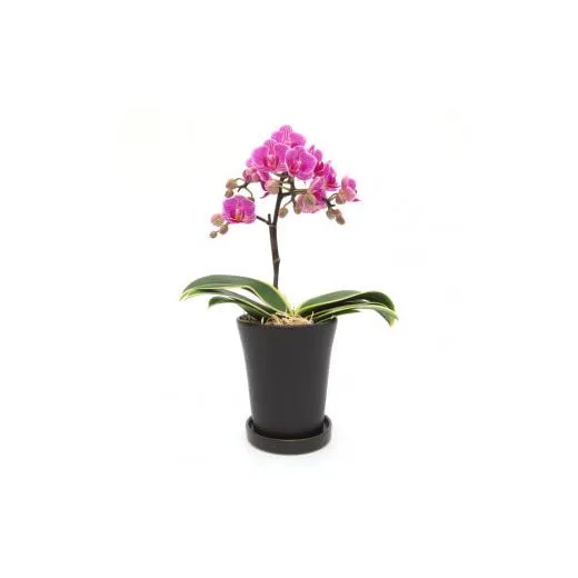 三木市で育てた大和ハウスのミニ胡蝶蘭 COCOLAN ベーシック(1本立ち) 【お花の色お任せ】