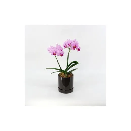 三木市で育てた大和ハウスのミニ胡蝶蘭 COCOLAN ベーシック(2本立ち) 【お花の色お任せ】