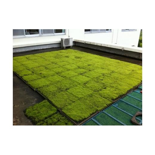 スナゴケで屋上緑化1㎡