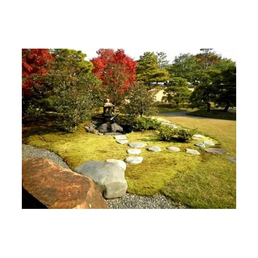 スナゴケで庭園緑化１㎡