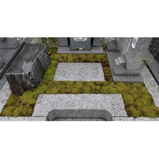 スナゴケで墓地緑化１㎡