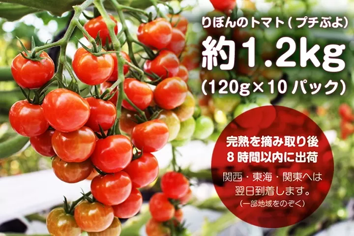 艶々でピッカピカ！りぼんのトマト（プチぷよ）約1.2キロ【北海道・沖縄・離島　配送不可】