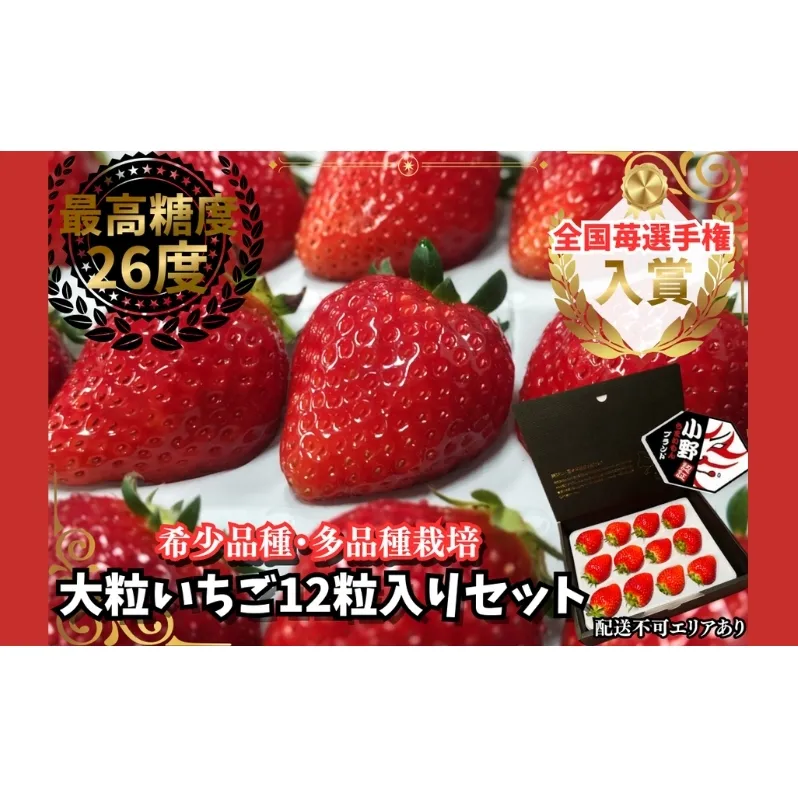 大粒いちご 12粒入りセット[ いちご イチゴ 苺 フルーツ 果物 新鮮 糖度 ] 果物類 
