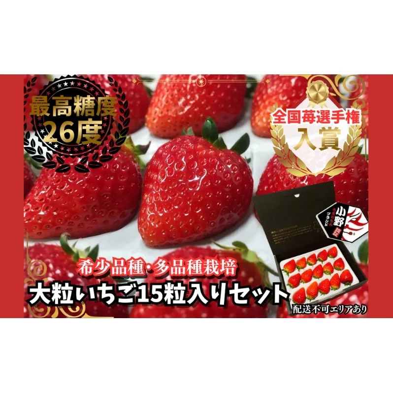 大粒いちご 15粒入りセット[ いちご イチゴ 苺 フルーツ 果物 新鮮 糖度 ] 果物類 