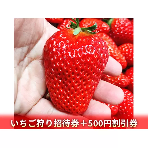 いちご狩り招待券＋500円割引券 体験 チケット フルーツ狩り 果物狩り 大人1名 60分間 食べ放題 紅ほっぺ とちおとめ おいCベリー スターナイト ほしうらら 5品種 食べ比べ 