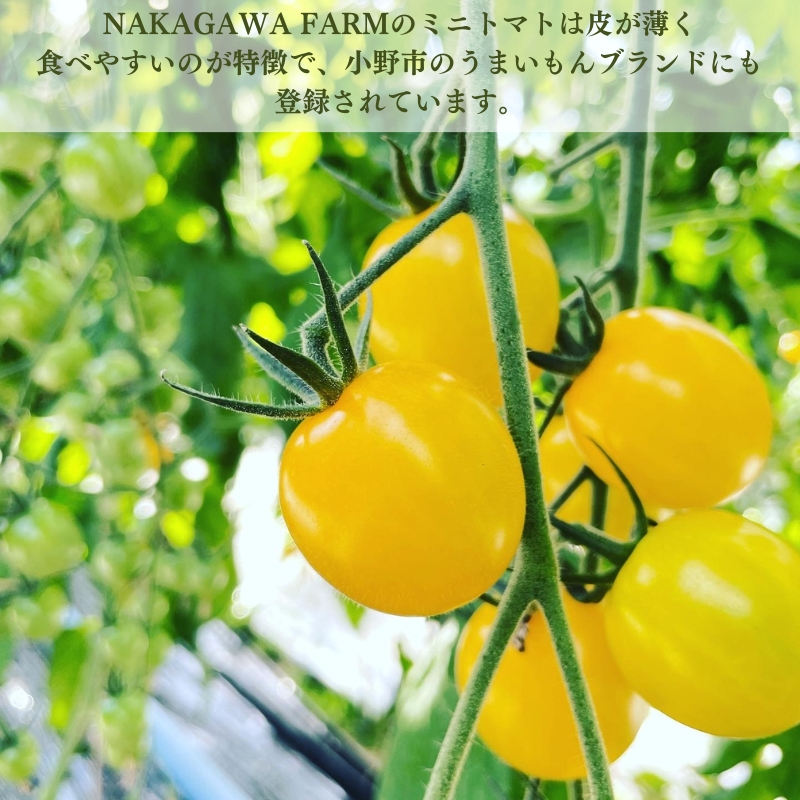 楽天市場】【鉢植えミニトマトミックス】レジナミックス【サカタ