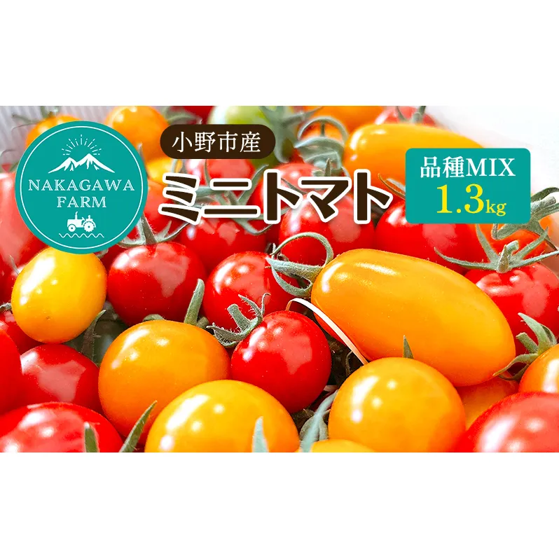ミニトマト 品種 MIX 1.3kg[ トマト 有機質肥料 ] 野菜 食材 国産 国産野菜 緑黄色野菜 サラダ 付け合わせ 