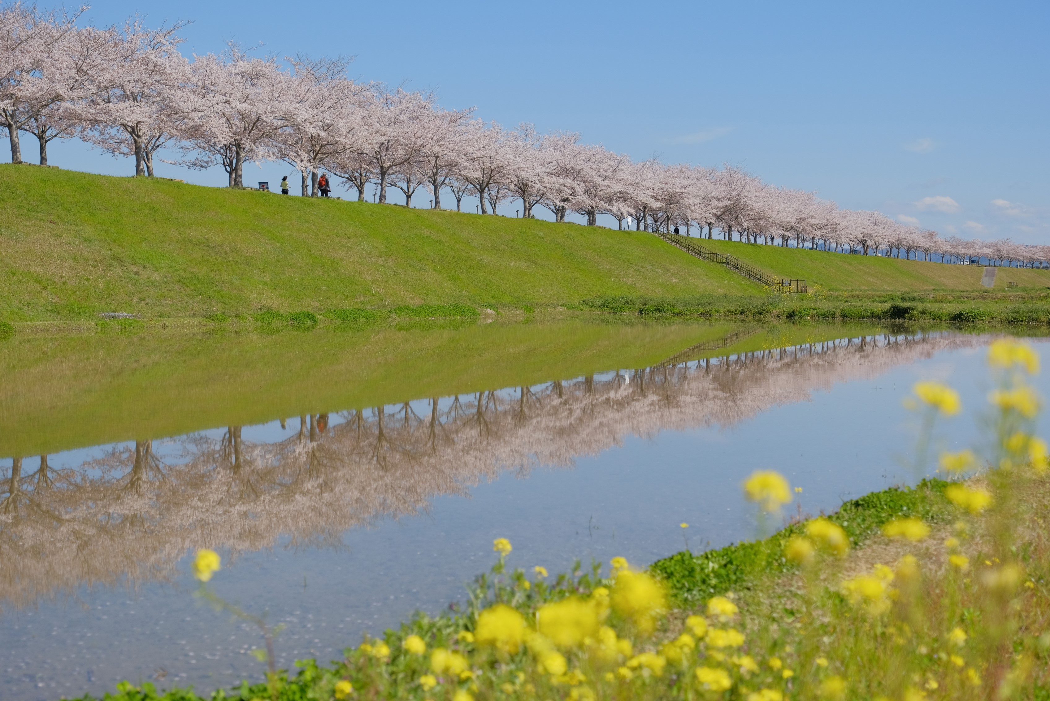 西日本最大級「おの桜づつみ回廊」