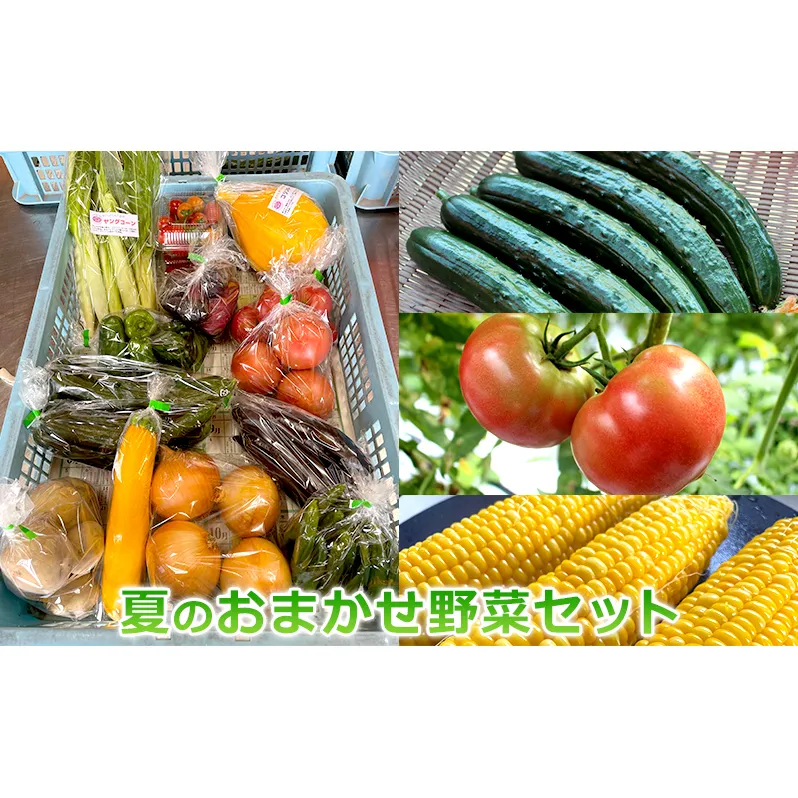 おおにし農園の夏のおまかせ野菜セット　三田市産　