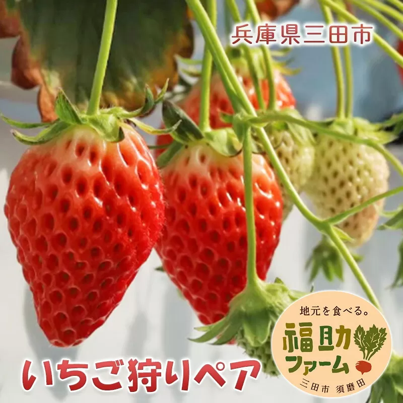 【ふるさと納税】 福助ファーム (いちご狩りペア券)  いちご 苺 いちご狩り フルーツ狩り 果物狩り イチゴ 体験 チケット 体験型 お出かけ レジャー ギフト お祝い 期間限定 ふるさと納税 ふるさと 人気 おすすめ 送料無料 兵庫県 三田市 [3d28bae660016]