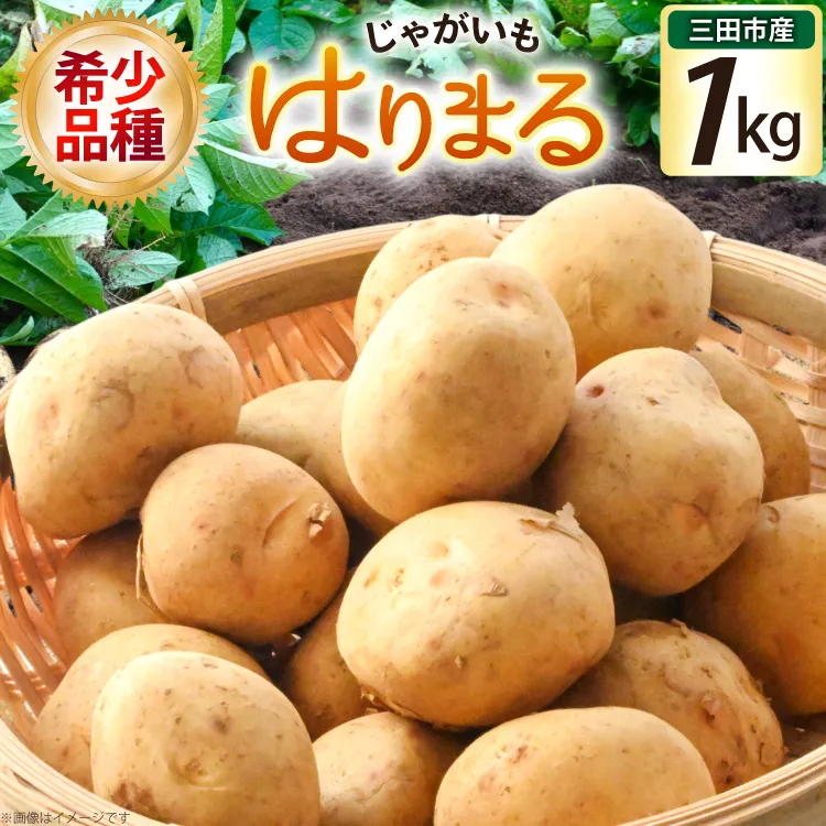 じゃがいも はりまる 1kg 【期間限定発送】[SSSファーム 兵庫県 三田市 3d28bed520003] ジャガイモ 芋 いも じゃが芋 ポテト 国産 野菜 ふるさと納税