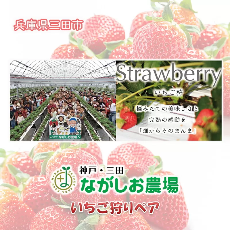 【ふるさと納税】 神戸三田ながしお農場 ( いちご狩りペア券 ) いちご 苺 いちご狩り フルーツ狩り 果物狩り イチゴ 体験 チケット 体験型 お出かけ レジャー ギフト お祝い 期間限定 ふるさと納税 ふるさと 人気 おすすめ 送料無料 兵庫県 三田市 [3d28bae660013]