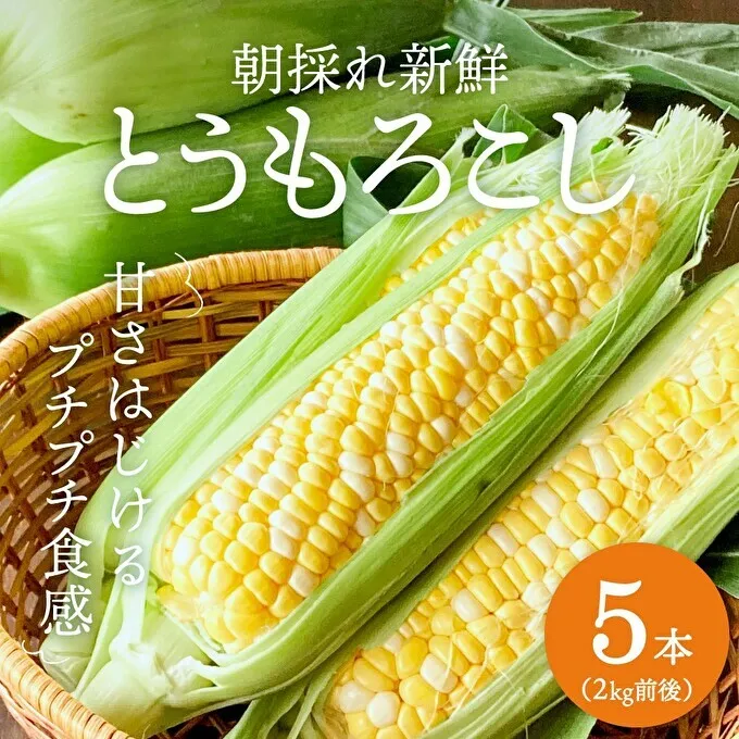 朝どれとうもろこし 5本~20本 約2~8kg前後 冷蔵 クール便 とうもろこし 季節の野菜 旬の野菜 新鮮 トウモロコシ 農家直送 夏野菜 野菜 お届け:2024年6月中旬~2024年7月上旬