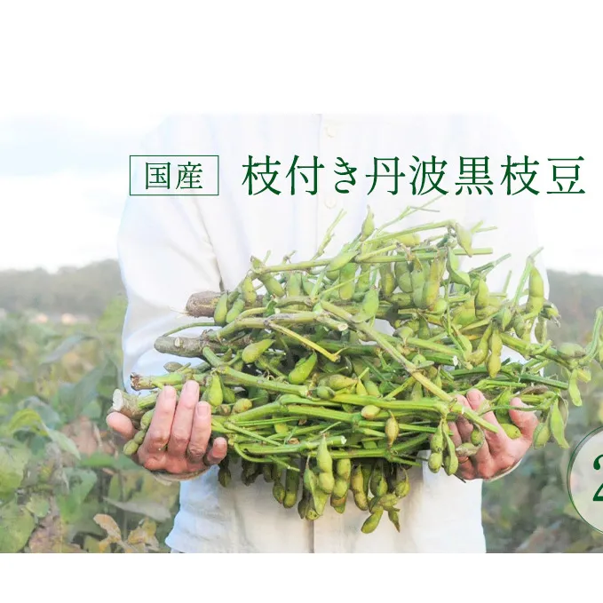枝豆 2024年 先行予約 国産 枝付き 丹波黒 えだまめ 2kg 栽培期間中農薬化学肥料不使用 茹で方レシピ付 ten 朝採り 黒枝豆 豆 マメ 産地直送 おつまみ つまみ 兵庫 2024 先行 予約 