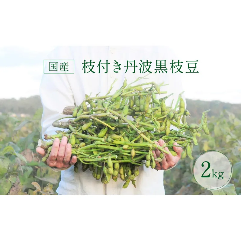 枝豆 2024年 先行予約 国産 枝付き 丹波黒 えだまめ 2kg 栽培期間中農薬化学肥料不使用 茹で方レシピ付 ten 朝採り 黒枝豆 豆 マメ 産地直送 おつまみ つまみ 兵庫 2024 先行 予約 