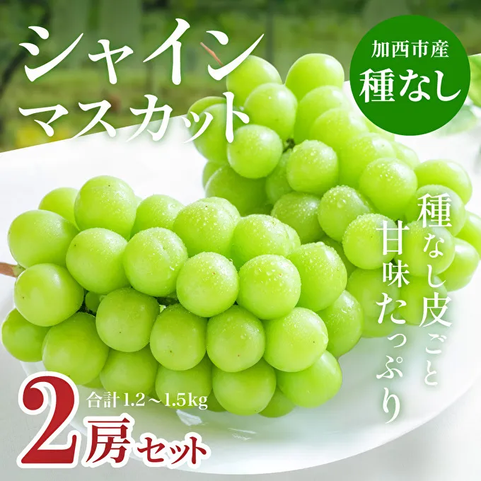 【令和7年産】シャインマスカット 2房 セット 約1.2～1.5kg ぶどう 葡萄 ブドウ マスカット 種なし 高級ぶどう フルーツ 果物 くだもの 季節のフルーツ 旬のフルーツ