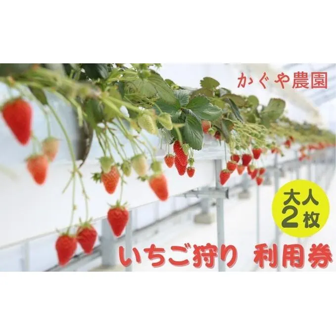 かぐや農園 いちご狩り 利用券 大人2枚《2025年12月10日～2026年5月31日ご利用可能》 体験チケット いちご狩り券 高設栽培 いちご食べ放題 フルーツ狩り お出かけ