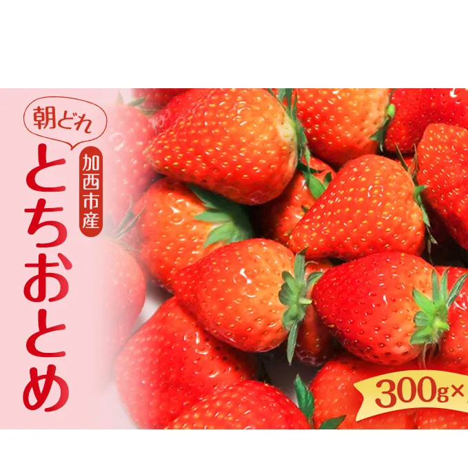 朝どれ いちご 300g 4パック L～3Lサイズ 加西いちご とちおとめ イチゴ 苺 フルーツ 果物 くだもの 季節のフルーツ 旬のフルーツ お届け：2025年1月上旬～2025年2月末