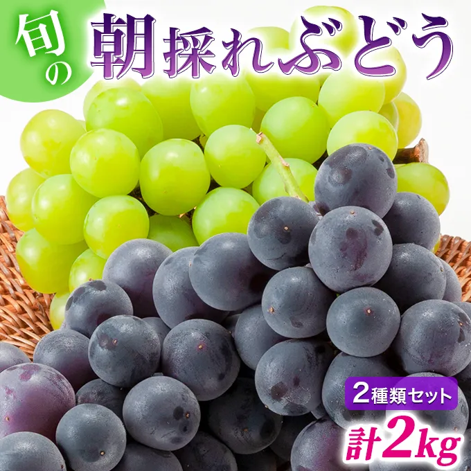 【令和7年産】ぶどう 2種類 セット 品種おまかせ 2kg 3～4房入 食べ比べ 旬 朝採れ 種無し 兵庫県産 農家直送  果物 果物類 フルーツ デザート ギフト 詰め合わせ  化粧箱入り 甘い