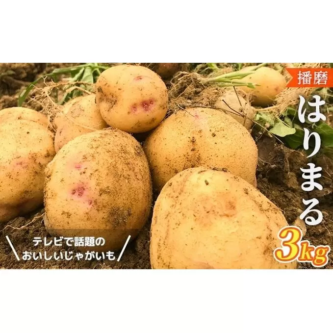 【テレビで話題！】美味しいジャガイモ　はりまる  兵庫県産 3kg 野菜 じゃがいも 新品種 特産品 味が濃い きめ細やか 食感 なめらか 煮崩れ 調理 