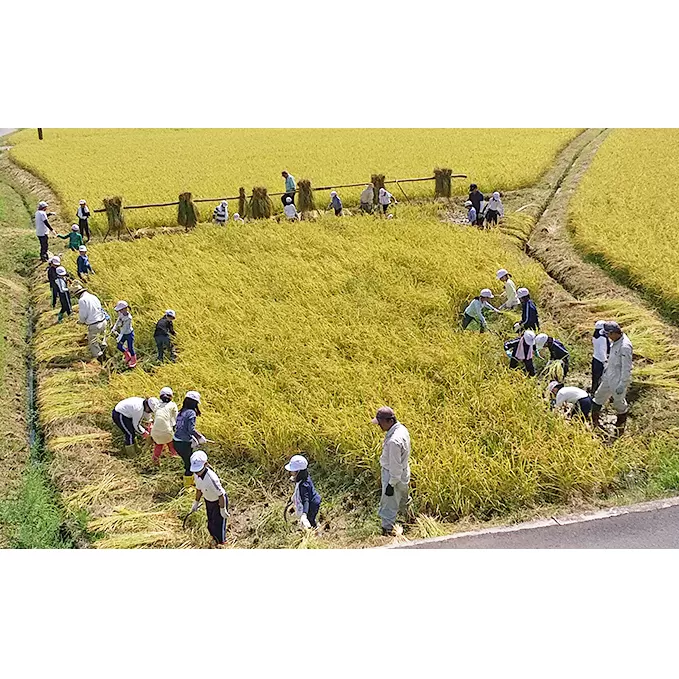 市民農園利用権1年間 チケット 