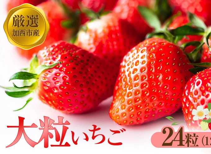 【厳選大粒いちご】 24粒 加西市産  あきひめ やよい姫 あまクイーン 紅クイーン 果物 フルーツ デザート 