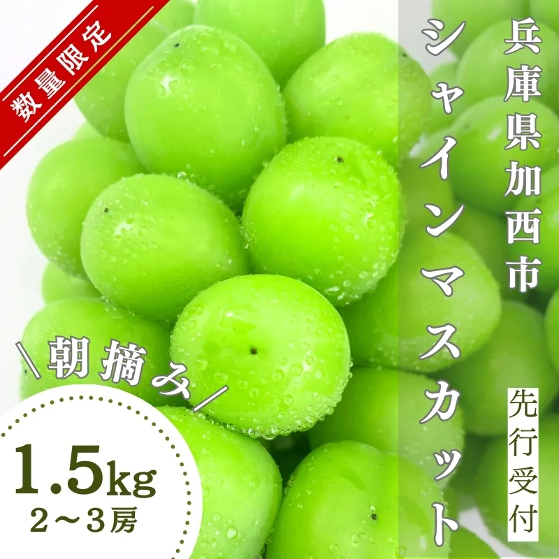 《先行予約 / 令和6年産》【数量限定】シャインマスカット 計 1.5kg 2～3房 ぶどう 葡萄 2024年産 