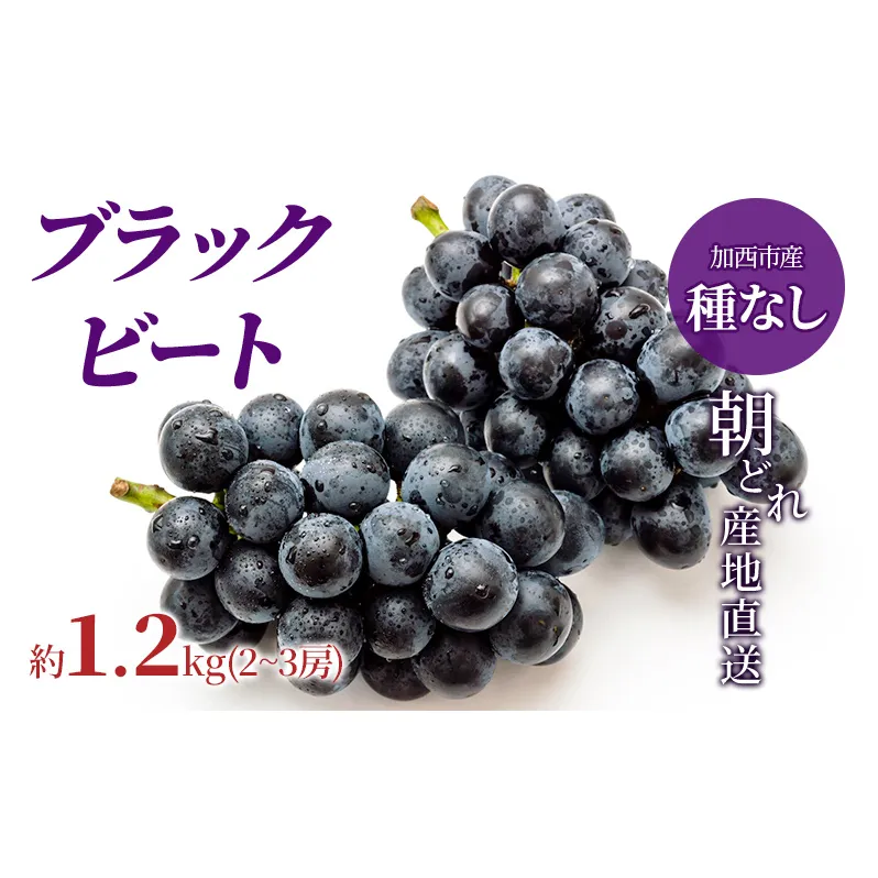 【令和8年産】ブラックビート 2～3房 セット  ぶどう 種無し 皮ごと 兵庫県産 大粒 農家直送 果物 果物類 フルーツ デザート ブドウ 詰め合わせ 甘い 粒 糖度 巨峰