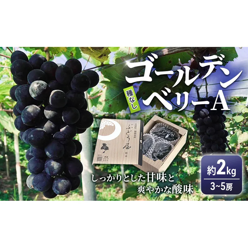 ゴールデンベリーA 約2kg 3～5房 【2026年産 予約受付】 ぶどう ブドウ 葡萄 お取り寄せ フルーツ 果物 種なし 甘い おすすめ 美味しい 選果場直送 送料無料 ギフト 贈答 兵庫県