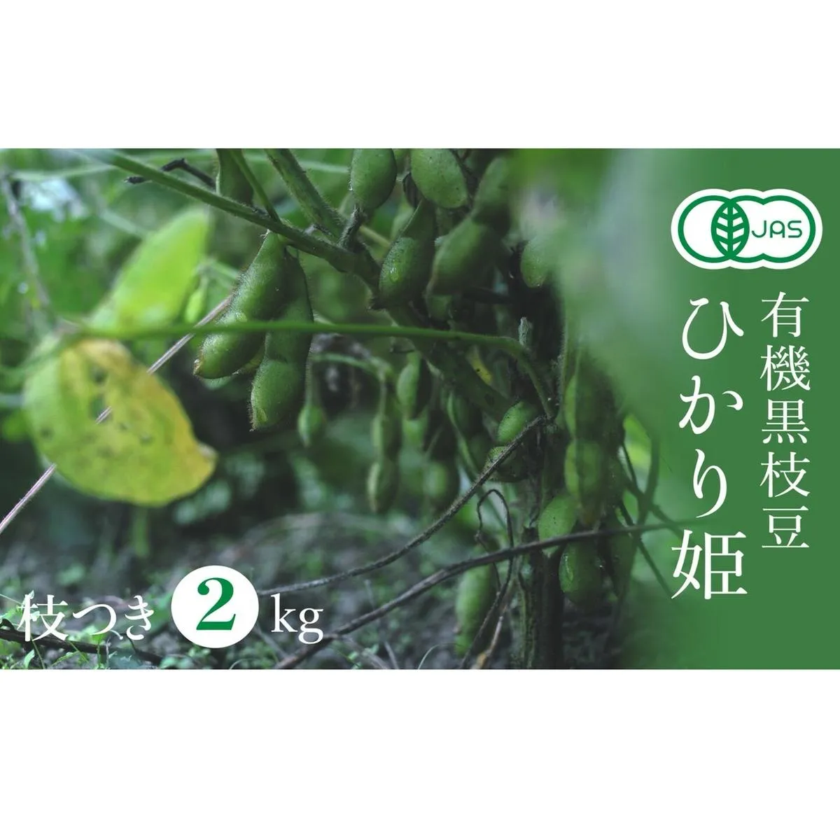 【2025年秋穫れ！有機黒枝豆】丹波黒の後継品種「ひかり姫」枝付き2kg 朝採り 黒枝豆 豆 マメ 産地直送 おつまみ つまみ 兵庫 先行 予約