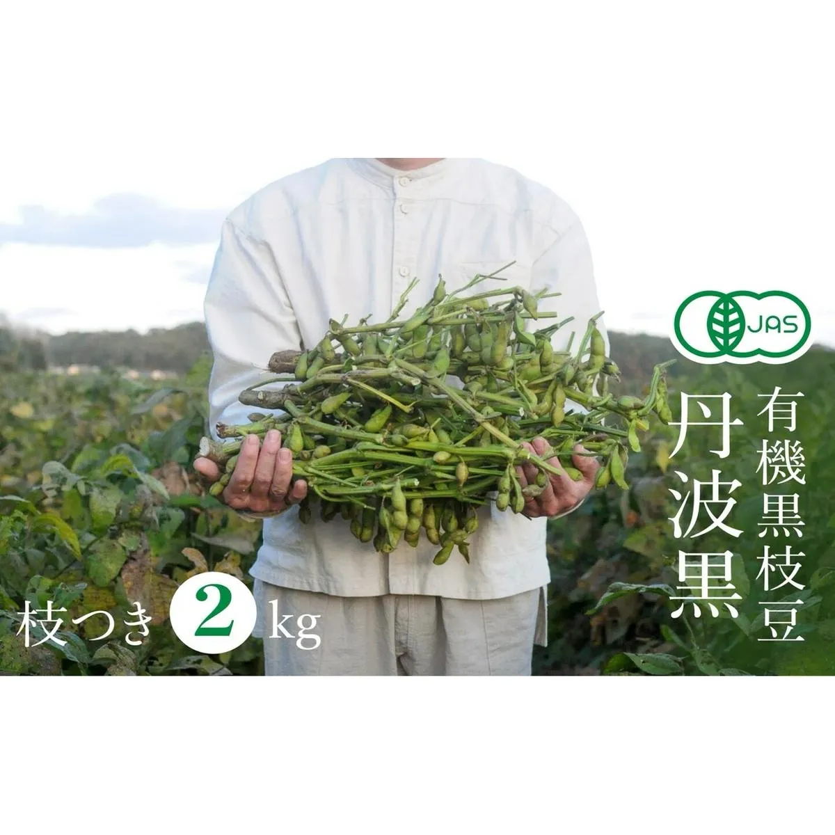 【2025年秋穫れ！希少な有機黒枝豆】農家直送！丹波黒枝豆　枝付き2kg 朝採り 黒枝豆 豆 マメ 産地直送 おつまみ つまみ 兵庫 先行 予約