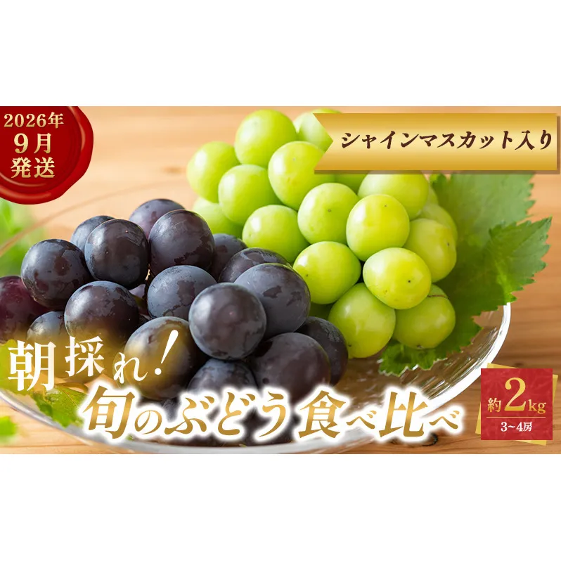 9月限定｜採れたて旬のぶどう 食べ比べ 約2kg（3～4房）シャインマスカット入り セット 詰め合わせ 産地直送 フルーツ 兵庫県 加西市