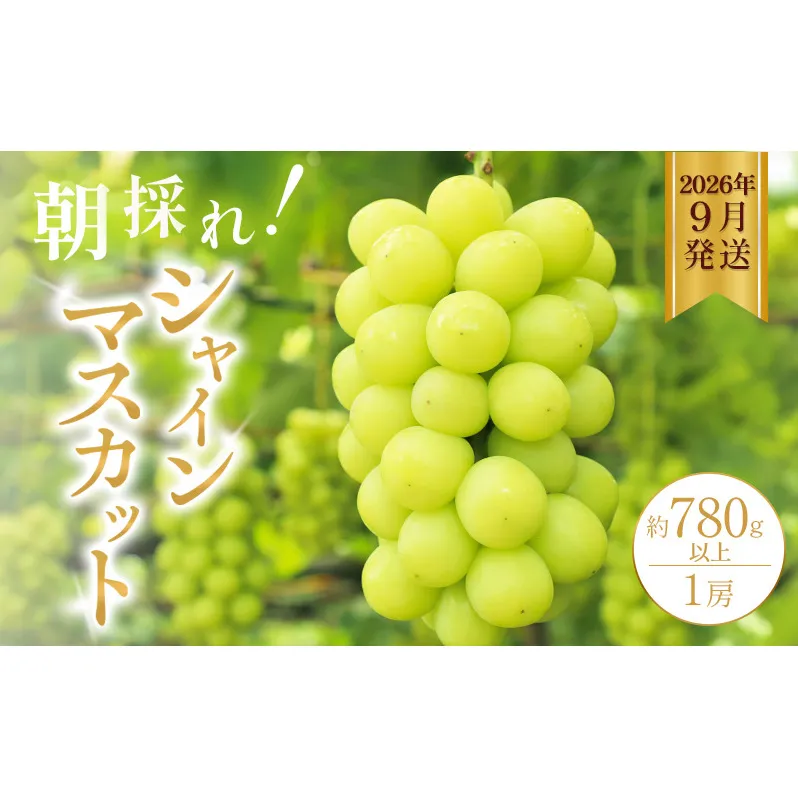 シャインマスカット 約780g以上（1房）朝採れ ぶどう セット 詰め合わせ 産地直送 フルーツ 兵庫県 加西市