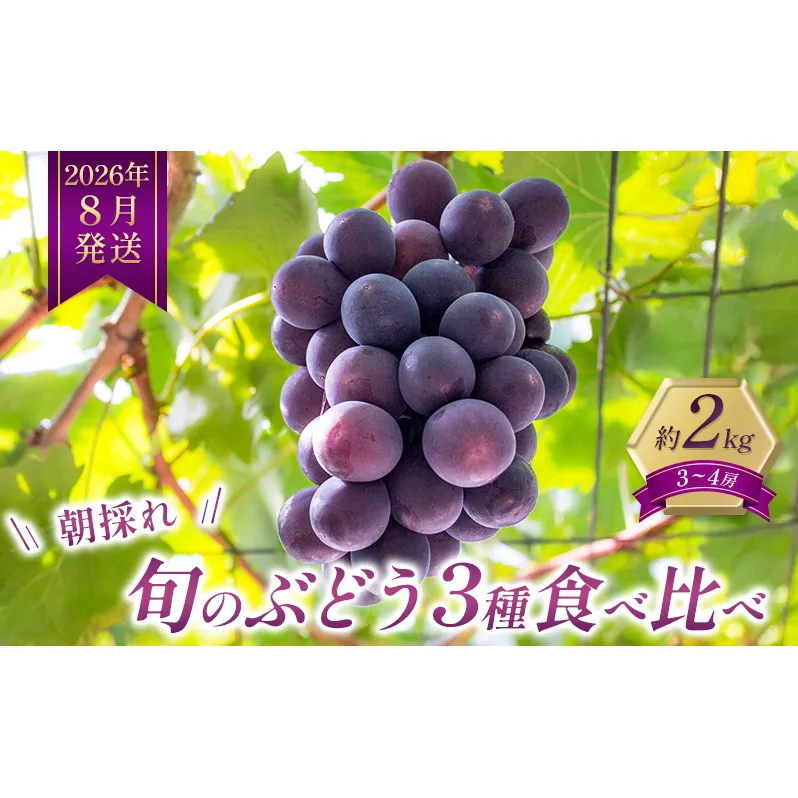 8月発送｜採れたて旬のぶどう 食べ比べ 約2kg（3～4房）セット 詰め合わせ 産地直送 フルーツ 兵庫県 加西市