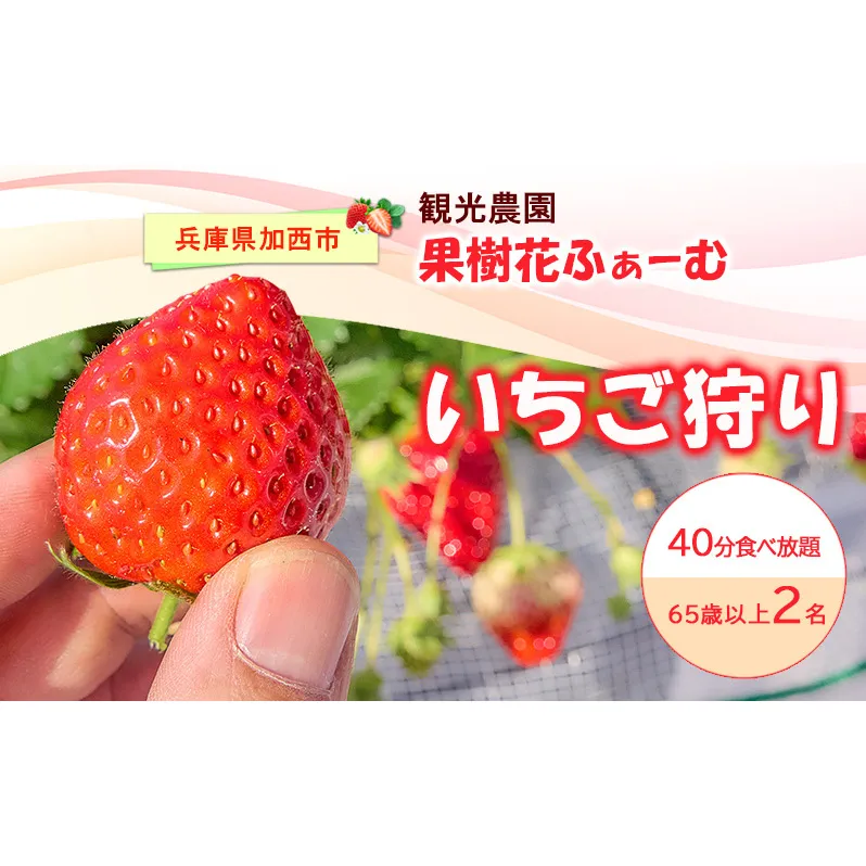 いちご狩り40分食べ放題 65歳以上2名 いちご狩り 食べ放題 40分 いちご イチゴ 苺 観光 レジャー 兵庫県 加西市