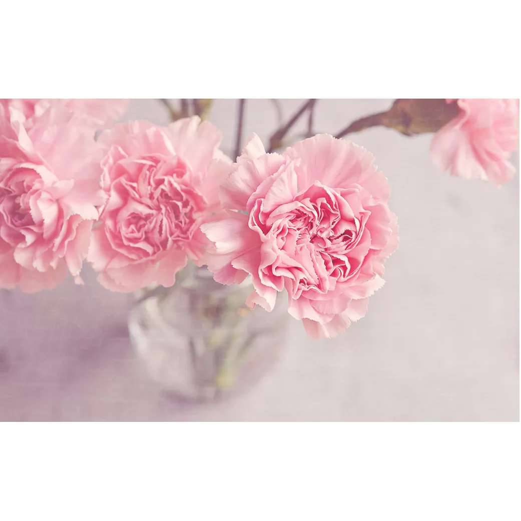 淡路島のお花カーネーションの花束(25~30本)