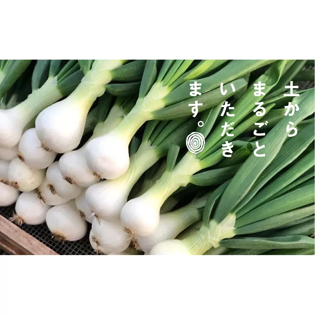 葉玉ねぎ 2.5kg【発送時期:2026年1月~3月頃】 淡路島産