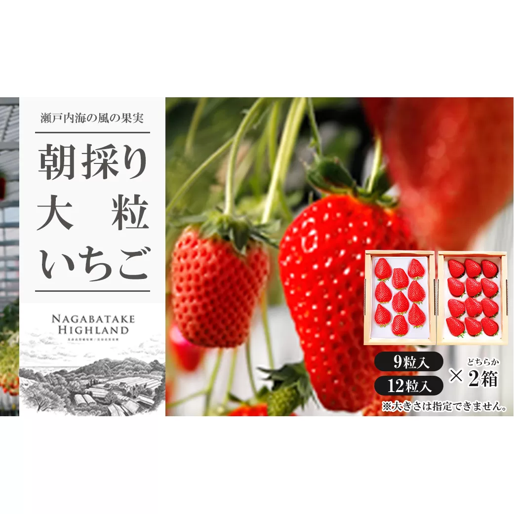 長畠高原苺園 朝採り大粒いちご【1月より順次出荷・お届け日指定不可】