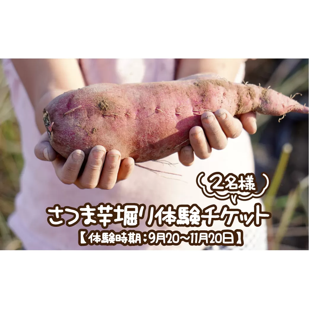 さつま芋堀り体験チケット2名様 【体験時期：9月20～11月20日】