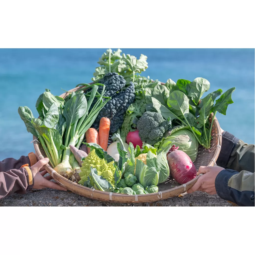 【定期便】ご家庭向けお野菜セット~旬のおまかせBOX~春夏秋冬4回分