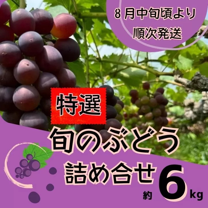 Y5　特選ぶどうの詰合せ　約6Kg　【 ブドウ 葡萄 詰め合わせ セット 贈答 藤稔 紫玉 ピオーネ シャインマスカット ギフト 自宅用 】