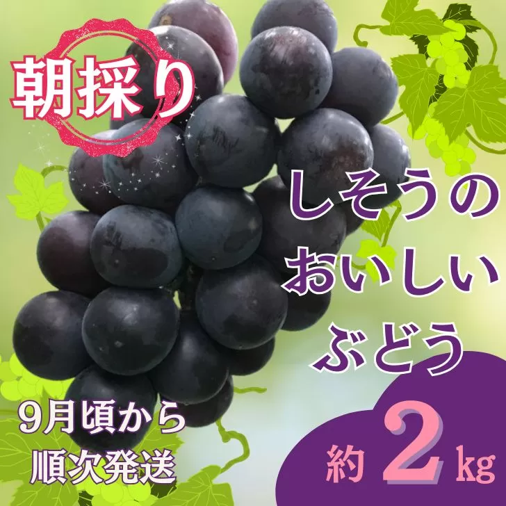 I7　しそうのおいしい ぶどう　約 2Kg