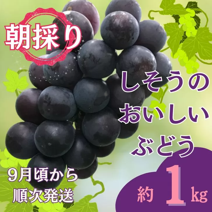 I6　しそうのおいしい ぶどう　約 1Kg