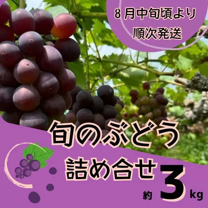Y3　ぶどう の 詰合せ　約3Kg　【 ブドウ 葡萄 詰め合わせ セット 贈答 藤稔 紫玉 ピオーネ シャインマスカット ギフト 自宅用 】